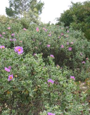 Fotografia 6 da espécie Cistus albidus no Jardim Botânico UTAD