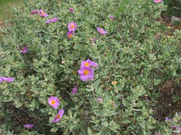 Fotografia da espécie Cistus albidus