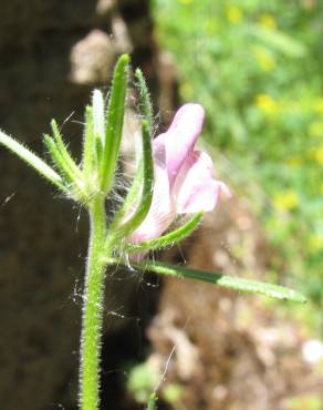 Fotografia 2 da espécie Misopates orontium no Jardim Botânico UTAD