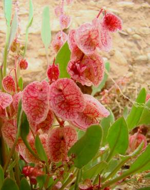 Fotografia 1 da espécie Rumex cyprius no Jardim Botânico UTAD