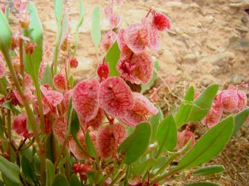 Fotografia da espécie Rumex cyprius