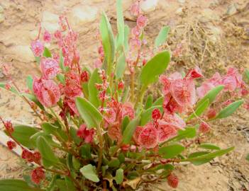 Fotografia da espécie Rumex cyprius