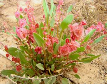 Fotografia da espécie Rumex cyprius