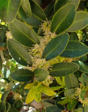 Fotografia 9 da espécie Buxus balearica no Jardim Botânico UTAD