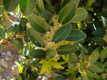 Fotografia da espécie Buxus balearica