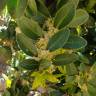 Fotografia 9 da espécie Buxus balearica do Jardim Botânico UTAD