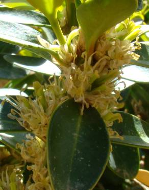 Fotografia 10 da espécie Buxus balearica no Jardim Botânico UTAD