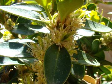 Fotografia da espécie Buxus balearica