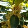 Fotografia 10 da espécie Buxus balearica do Jardim Botânico UTAD
