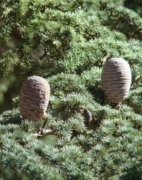 Fotografia 6 da espécie Cedrus atlantica no Jardim Botânico UTAD