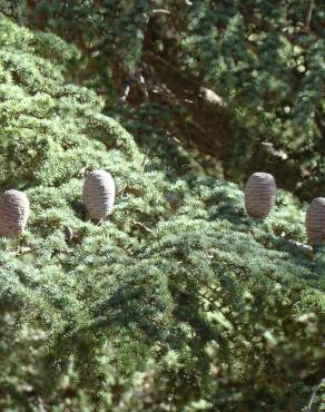 Fotografia 7 da espécie Cedrus atlantica no Jardim Botânico UTAD