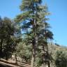 Fotografia 9 da espécie Cedrus atlantica do Jardim Botânico UTAD