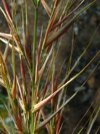 Fotografia da espécie Stipa tenacissima