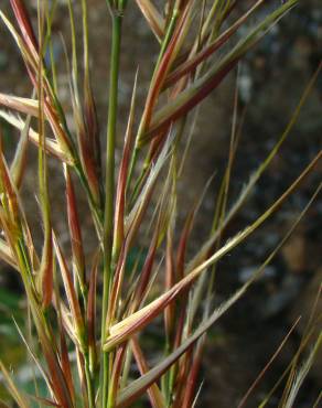 Fotografia 4 da espécie Stipa tenacissima no Jardim Botânico UTAD