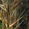 Fotografia 4 da espécie Stipa tenacissima do Jardim Botânico UTAD