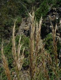 Fotografia da espécie Stipa tenacissima