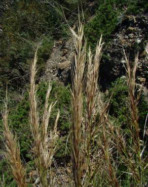 Fotografia 5 da espécie Stipa tenacissima no Jardim Botânico UTAD