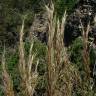 Fotografia 5 da espécie Stipa tenacissima do Jardim Botânico UTAD