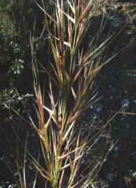 Fotografia da espécie Stipa tenacissima