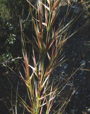 Fotografia 6 da espécie Stipa tenacissima no Jardim Botânico UTAD