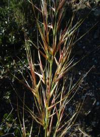 Fotografia da espécie Stipa tenacissima