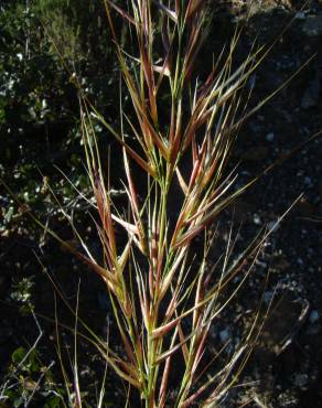 Fotografia 7 da espécie Stipa tenacissima no Jardim Botânico UTAD