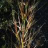 Fotografia 7 da espécie Stipa tenacissima do Jardim Botânico UTAD