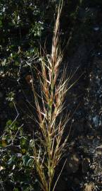 Fotografia da espécie Stipa tenacissima
