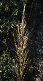 Fotografia da espécie Stipa tenacissima