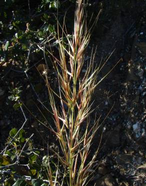 Fotografia 8 da espécie Stipa tenacissima no Jardim Botânico UTAD