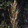 Fotografia 8 da espécie Stipa tenacissima do Jardim Botânico UTAD