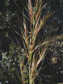 Fotografia da espécie Stipa tenacissima