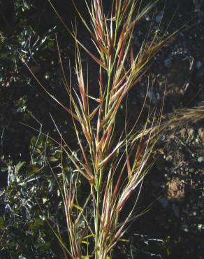 Fotografia 9 da espécie Stipa tenacissima no Jardim Botânico UTAD