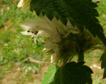 Fotografia da espécie Lamium album subesp. album