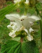 Fotografia da espécie Lamium album