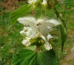 Fotografia da espécie Lamium album subesp. album