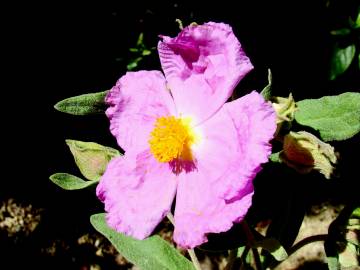 Fotografia da espécie Cistus albidus