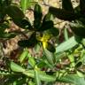 Fotografia 2 da espécie Cneorum tricoccon do Jardim Botânico UTAD