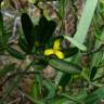 Fotografia 5 da espécie Cneorum tricoccon do Jardim Botânico UTAD
