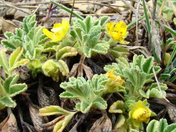 Fotografia da espécie Potentilla cinerea