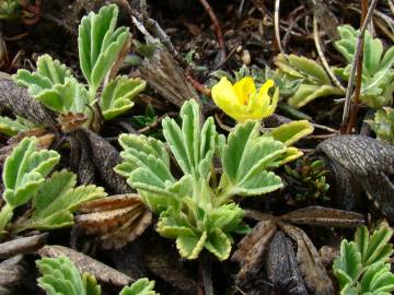 Fotografia da espécie Potentilla cinerea