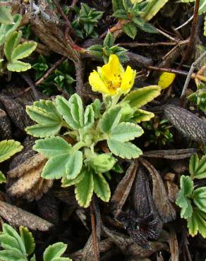 Fotografia 3 da espécie Potentilla cinerea no Jardim Botânico UTAD