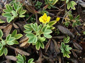 Fotografia da espécie Potentilla cinerea