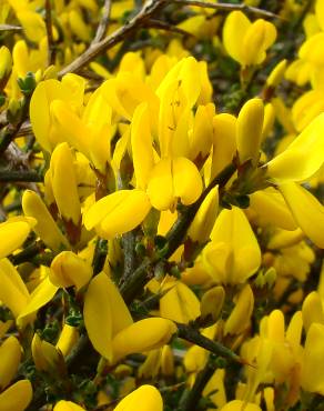 Fotografia 1 da espécie Genista scorpius no Jardim Botânico UTAD