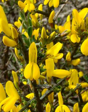 Fotografia 6 da espécie Genista scorpius no Jardim Botânico UTAD