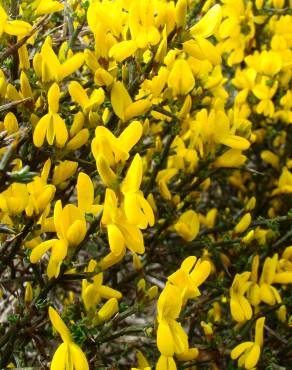 Fotografia 7 da espécie Genista scorpius no Jardim Botânico UTAD