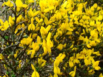 Fotografia da espécie Genista scorpius