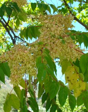 Fotografia 3 da espécie Ailanthus altissima no Jardim Botânico UTAD