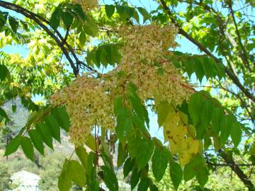 Fotografia da espécie Ailanthus altissima