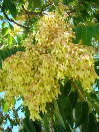 Fotografia da espécie Ailanthus altissima